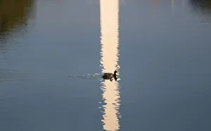 Ducks swim in the reflecting pool between the Lincoln Memorial Ducks swim in the reflecting pool between the Lincoln Memorial