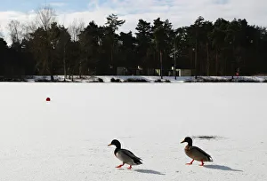 Two ducks walk across a frozen lake at Center Parcs in Elveden Forest, Suffolk Two ducks walk across a frozen lake at Center Parcs in Elveden Forest, Suffolk