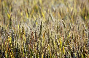 Ears of wheat are seen in a wheat field in Mouchamps Ears of wheat are seen in a wheat field in Mouchamps