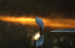 An Egret sits in a canal as morning sun reflects off the mist An Egret sits in a canal as morning sun reflects off the mist