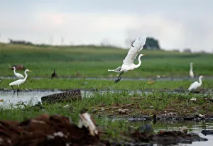 Egrets are seen next to a discarded tire on the shores of the Paraguay River Egrets are seen next to a discarded tire on the shores of the Paraguay River
