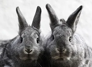 Eight-week-old Chinchilla rabbits are pictured at a rabbit farm in Moosburg Eight-week-old Chinchilla rabbits are pictured at a rabbit farm in Moosburg