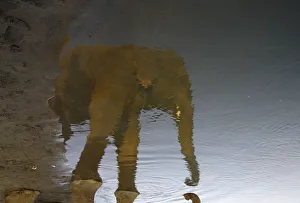 An elephant is reflected in the water as it drinks from the Rapti River at Sauraha An elephant is reflected in the water as it drinks from the Rapti River at Sauraha