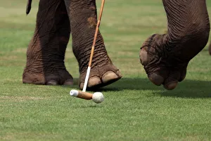 Elephant is seen during a match at the annual Kings Cup Elephant Polo Tournament at a Elephant is seen during a match at the annual Kings Cup Elephant Polo Tournament at a