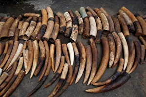 An elephant tusks batch seized from traffickers by Ivorian wildlife agents is pictured in An elephant tusks batch seized from traffickers by Ivorian wildlife agents is pictured in