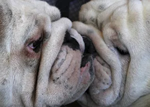 English bulldogs attend an international dog show in Szivasvarad English bulldogs attend an international dog show in Szivasvarad