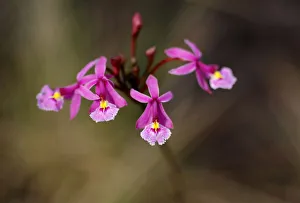 Epidendrum Orchids are seen close to Cano Cristales river at Sierra de La Macarena Epidendrum Orchids are seen close to Cano Cristales river at Sierra de La Macarena