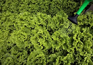 Erick Solis irrigates hydroponic lettuce at his house on a small farm in San Jose Erick Solis irrigates hydroponic lettuce at his house on a small farm in San Jose