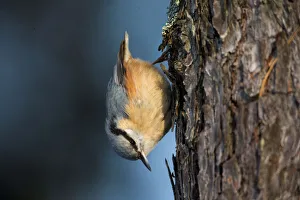 A Eurasian nuthatch climbs a tree trunk in search of food as the air temperature drops to A Eurasian nuthatch climbs a tree trunk in search of food as the air temperature drops to