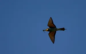 A European bee-eater flies with prey in the sky near the village of Alekseevka A European bee-eater flies with prey in the sky near the village of Alekseevka