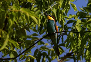 A European bee-eater sits on a tree branch with prey near the village of Alekseevka A European bee-eater sits on a tree branch with prey near the village of Alekseevka