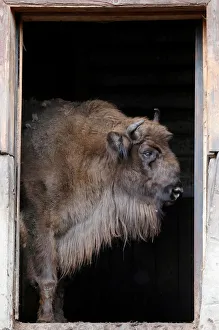 A European bison stands in a stable at the Royev Ruchey zoo in Krasnoyarsk A European bison stands in a stable at the Royev Ruchey zoo in Krasnoyarsk