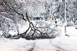 Kang Collection: A fallen tree branch blocks a road in Great Falls, Virginia, just outside Washington