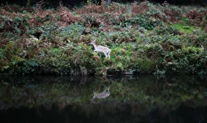 A Fallow deer grazes on the banks of the River Lin in Newtown Linford, central England A Fallow deer grazes on the banks of the River Lin in Newtown Linford, central England