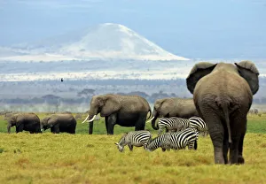 A family of elephants walk at dawn in Amboseli National Park in southeast Kenya near A family of elephants walk at dawn in Amboseli National Park in southeast Kenya near