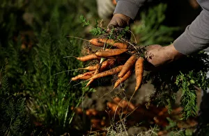A farmer collects carrots during harvest season at a plantation in Cartago A farmer collects carrots during harvest season at a plantation in Cartago