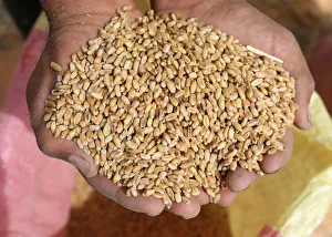 Farmer displays wheat grains at field in the Beheira Governorate Farmer displays wheat grains at field in the Beheira Governorate