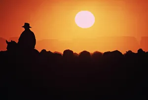 FARMER HERDS CATTLE IN OUTBACK QUEENSLAND FARMER HERDS CATTLE IN OUTBACK QUEENSLAND