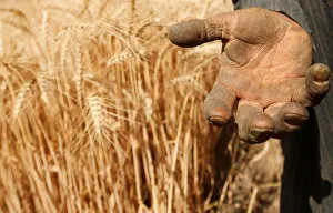 A farmer shows his hand as he harvests wheat on Qalyub farm in the El-Kalubia governorate A farmer shows his hand as he harvests wheat on Qalyub farm in the El-Kalubia governorate