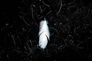 A feather is pictured in a burnt area where Palestinians have been causing blazes by A feather is pictured in a burnt area where Palestinians have been causing blazes by