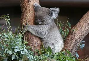 Female koala bear Maisy sleeps as it is shown to the public for the first time at the zoo Female koala bear Maisy sleeps as it is shown to the public for the first time at the zoo