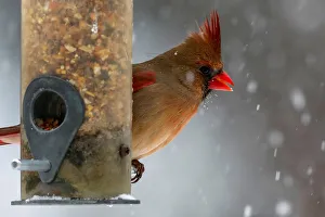A female Northern Cardinal sits on a bird feeder in falling snow in the Village of Valley A female Northern Cardinal sits on a bird feeder in falling snow in the Village of Valley