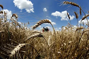 A field of wheat is seen during harvest in Orezu A field of wheat is seen during harvest in Orezu
