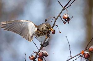 A fieldfare feeds on a tree as the air temperature drops to about minus 12 degrees A fieldfare feeds on a tree as the air temperature drops to about minus 12 degrees