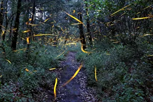 Fireflies seeking mates light up in synchronised bursts inside a forest at Santa Clara Fireflies seeking mates light up in synchronised bursts inside a forest at Santa Clara