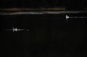 A fish jumps near where a pelican is swimming on Narrabeen Lake on a winters day in A fish jumps near where a pelican is swimming on Narrabeen Lake on a winters day in