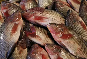 Fish are seen in a fish market near the canal of Port Said Fish are seen in a fish market near the canal of Port Said