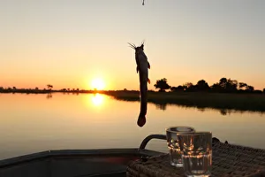 A fisherman reels in a catfish in the Okavango Delta, Botswana A fisherman reels in a catfish in the Okavango Delta, Botswana