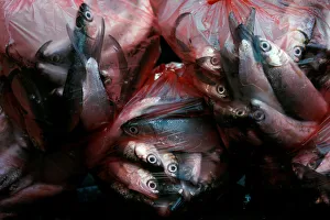 Fishes for sale are seen inside plastic bags at Pabean fish market in Surabaya Fishes for sale are seen inside plastic bags at Pabean fish market in Surabaya