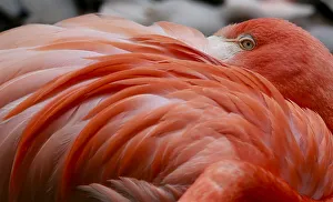 A flamingo bird rests his head in his feathers in his enclosure at Munichs Hellabrunn A flamingo bird rests his head in his feathers in his enclosure at Munichs Hellabrunn