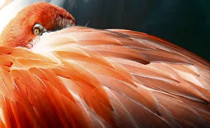 A flamingo bird rests his head in feathers at its enclosure at the Tierpark Hellabrunn in A flamingo bird rests his head in feathers at its enclosure at the Tierpark Hellabrunn in