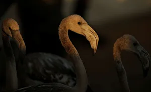 Flamingo chicks are seen in a corral before being tagged at dawn at a lagoon in the Flamingo chicks are seen in a corral before being tagged at dawn at a lagoon in the