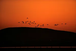 Flamingos fly as volunteers wade across the lagoon at dawn to gather flamingo chicks Flamingos fly as volunteers wade across the lagoon at dawn to gather flamingo chicks