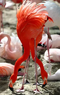 Flamingos interact in their enclosure during a sunny day at Munichs Hellabrunn Zoo Flamingos interact in their enclosure during a sunny day at Munichs Hellabrunn Zoo