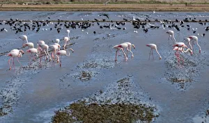 Flamingos search for food at the Albufera Natural Park in Valencia Flamingos search for food at the Albufera Natural Park in Valencia