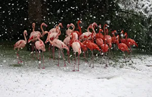 Flamingos stand in their enclosure during snowfall in winter in Jerusalems Biblical Zoo Flamingos stand in their enclosure during snowfall in winter in Jerusalems Biblical Zoo