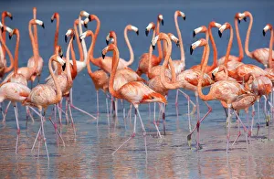 Flamingos stand in the waters of a wetland reserve in Celestun in Mexicos Yucatan Flamingos stand in the waters of a wetland reserve in Celestun in Mexicos Yucatan