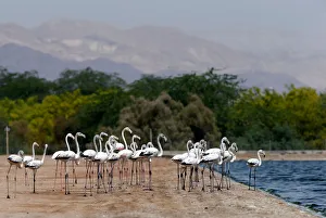 A flock of flamingos is seen at a bird observatory in the city of Aqaba A flock of flamingos is seen at a bird observatory in the city of Aqaba