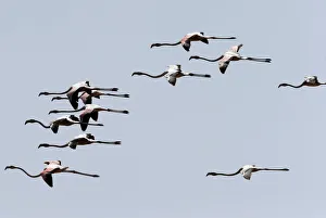 A flock of migrating flamingos flies over a bird observatory in the city of Aqaba A flock of migrating flamingos flies over a bird observatory in the city of Aqaba
