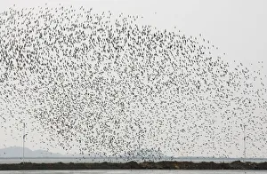 A flock of snipes flies over the Yalu River Estuary Nature Reserve in the border city of A flock of snipes flies over the Yalu River Estuary Nature Reserve in the border city of