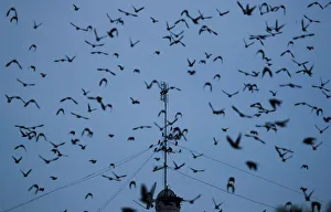 A flock of starlings fills the dusk sky over Rome A flock of starlings fills the dusk sky over Rome
