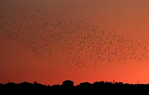 A flock of starlings fills the sunset over Rome A flock of starlings fills the sunset over Rome