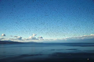 A flock of starlings flies over Lake Leman on an autumn morning in the Lavaux near A flock of starlings flies over Lake Leman on an autumn morning in the Lavaux near
