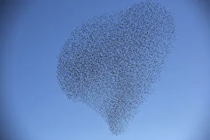 A flock of starlings fly over an agricultural field near the southern Israeli city A flock of starlings fly over an agricultural field near the southern Israeli city