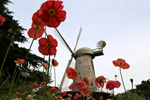 Flowers bloom near the Dutch Windmill in the Queen Wilhelmina Tulip Garden in Golden Flowers bloom near the Dutch Windmill in the Queen Wilhelmina Tulip Garden in Golden