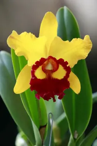 Cattleya Orchid Print